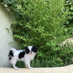 Japanese Chin and Papillon Puppies from Sunny DeYoung's Japanese Chin and Papillons