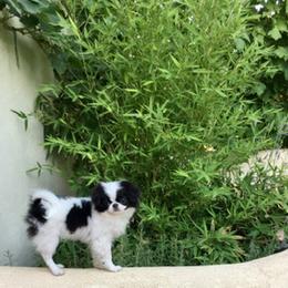 Japanese Chin and Papillon Puppies from Sunny DeYoung's Japanese Chin and Papillons