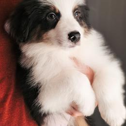 Sneezy - Black tri-color male Australian Shepherd puppy in Georgetown, Texas from River Reign Australian Shepherds