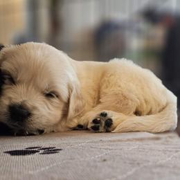 Coooper Boy - 4th Pick - Light golden male Golden Retriever puppy in Citrus Heights, California from NorCalGoldens