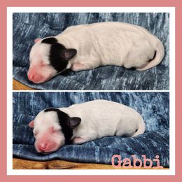 Gabbi - Parti female Schnoodle puppy in Lebanon, Missouri from Cedar Glades Canines