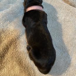 Pink collar girl - Bi-color female German Shepherd puppy in Coleta, Illinois from Four Leaf Farm- Vom Vierblättriges Bauernhof