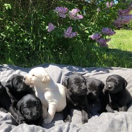 Labrador Retriever Puppies from Southern Oak Kennel - East