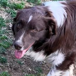 Ember - Australian Shepherd
