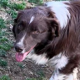 Ember - Australian Shepherd