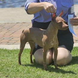 American Hairless Terriers and Pembroke Welsh Corgis from Flipside