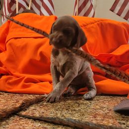 German Shorthaired Pointers from Silver Creek Short Hairs