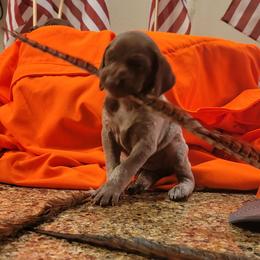 German Shorthaired Pointers from Silver Creek Short Hairs