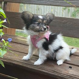 Stevie - White black and tan female Papillon puppy in Benton, Arkansas from Mama's Pride Poms and Paps