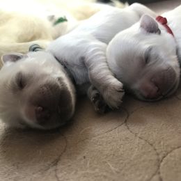 Golden Retriever Puppies from 4 Paws and Family Golden Retrievers