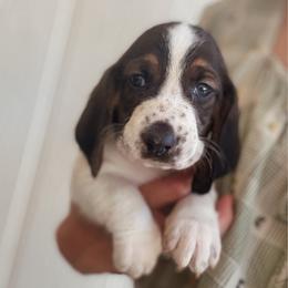 Oliver - Black brown and white male Basset Hound puppy in Yarnell, Arizona from Boulder Oak Bassets