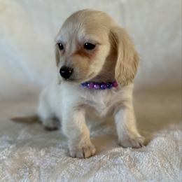 Bridget - Cream female Dachshund puppy in Lincoln, Arkansas from Red Dirt Dachshunds