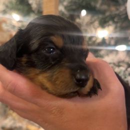 Ivey- Black and Tan (green) Possibly long hair - Black and tan female Dachshund puppy in Aragon, Georgia from Daschunds Unlimited