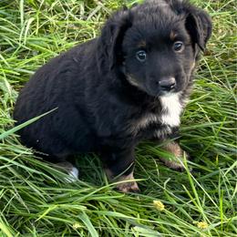 Ana - Black tri female Miniature Australian Shepherd puppy in Stuart, Iowa from Arbor Hill Aussies