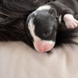 Cardigan Welsh Corgi Puppies from Smoky Tails Corgis