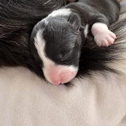 Cardigan Welsh Corgi Puppies from Smoky Tails Corgis