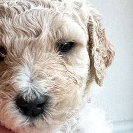 Poodle Puppies from Cheerful Poodles
