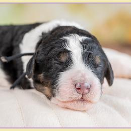 Boy 2 - male Bernedoodle puppy in Connersville, Indiana from Deaz Doodle Ranch