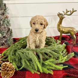 Girl 6 - green - Cafe au lait female Poodle puppy in Town Creek, Alabama from Charming Country Poodles