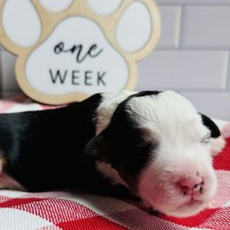 Girl 2 - female Bernedoodle puppy in Katy, Texas from Bluebonnet Bernedoodles of Southeast Texas