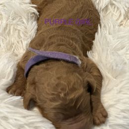 Poodle Puppies from Paw Prints Of Poodles and Doodles.