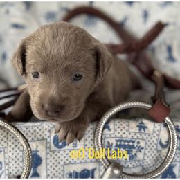 Ocelli - Chocolate female Labrador Retriever puppy in Sullivan, Missouri from O’Dell Labs