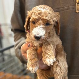 Atlantic Giant - Phantom male Poodle puppy in St. Johnsbury, Vermont from Poodles of the Northern Woods