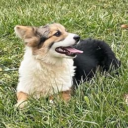 Four Leaf Farm Aspen - Pembroke Welsh Corgi puppy from Four Leaf Farm- Vom Vierblättriges Bauernhof