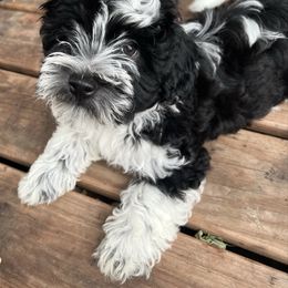 Diesel - Black and white male Havanese puppy in Kansas City, Missouri from G's Havanese