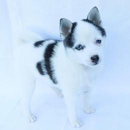 Opal - Black and white female Pomsky puppy in Spring City, Pennsylvania from Pomsky Power Puppies