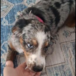 Violet - Blue merle female Miniature Australian Shepherd puppy in Copperas Cove, Texas from Aussies Acre