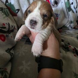 MahoganyBlue Male Peanut - Mahogany and white male Basset Hound puppy in Russellville, Kentucky from Morse's Basset Hounds