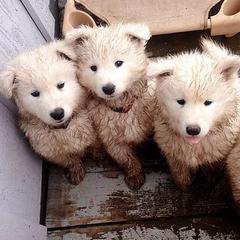 Samoyed Puppies from Long Run Samoyeds