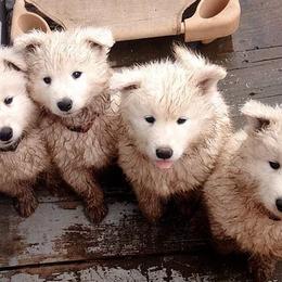 Samoyed Puppies from Long Run Samoyeds