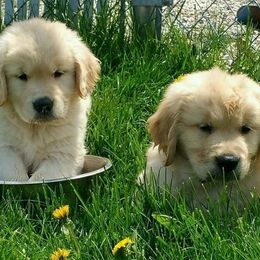Golden Retrievers from Bev King