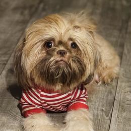 Amora - Shih Tzu