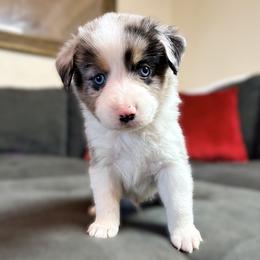 Goose (AKC and ASDR) - Blue merle male Miniature American Shepherd puppy in Stockton, Missouri from Kizmit Farmz