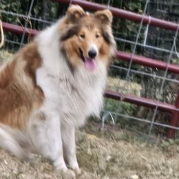 Collies from Mountain View Collies