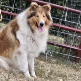 Collies from Mountain View Collies