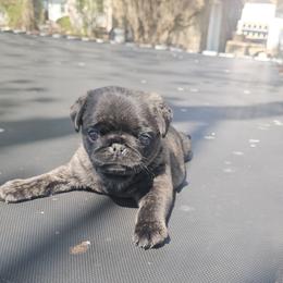 Debbie - Brindle female Pug puppy in Tuscola, Illinois from Dream on puppies