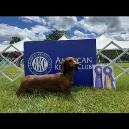 Dachshund All Grown Up from Hotdawgz standard AKC dachshunds