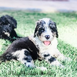 Labradoodle and Sheepadoodle Puppies from Mule Mountain Doodles
