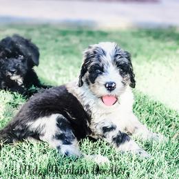 Labradoodle and Sheepadoodle Puppies from Mule Mountain Doodles