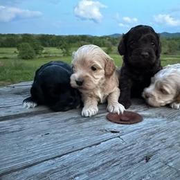 Cockapoo Puppies from Ouachita River Cockapoos