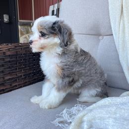 Lucy - Tri-color female Bernedoodle puppy in Holtwood, Pennsylvania from Country Ridge Puppies