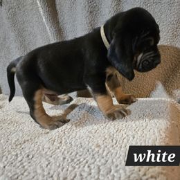 White collar - Black and tan male Bloodhound puppy in Gillette, Wyoming from Whispering Winds Homestead 307