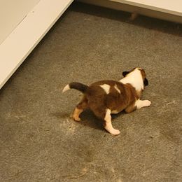 Shetland Sheepdog Puppies from Clark Kennel Shelties