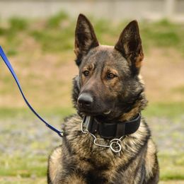 German Shepherds from Grothaus K9 Working German Shepherds