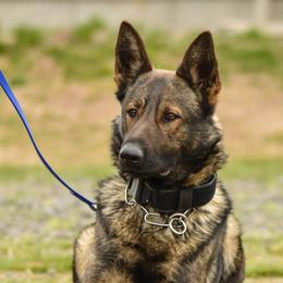 German Shepherds from Grothaus K9 Working German Shepherds