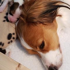 Nederlandse Kooikerhondje Puppies from Dreamcatcher Kooikerhondjes